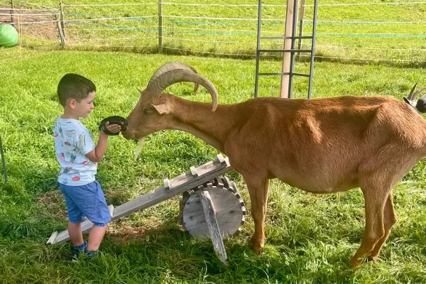 Atelier dessine-moi une chèvre