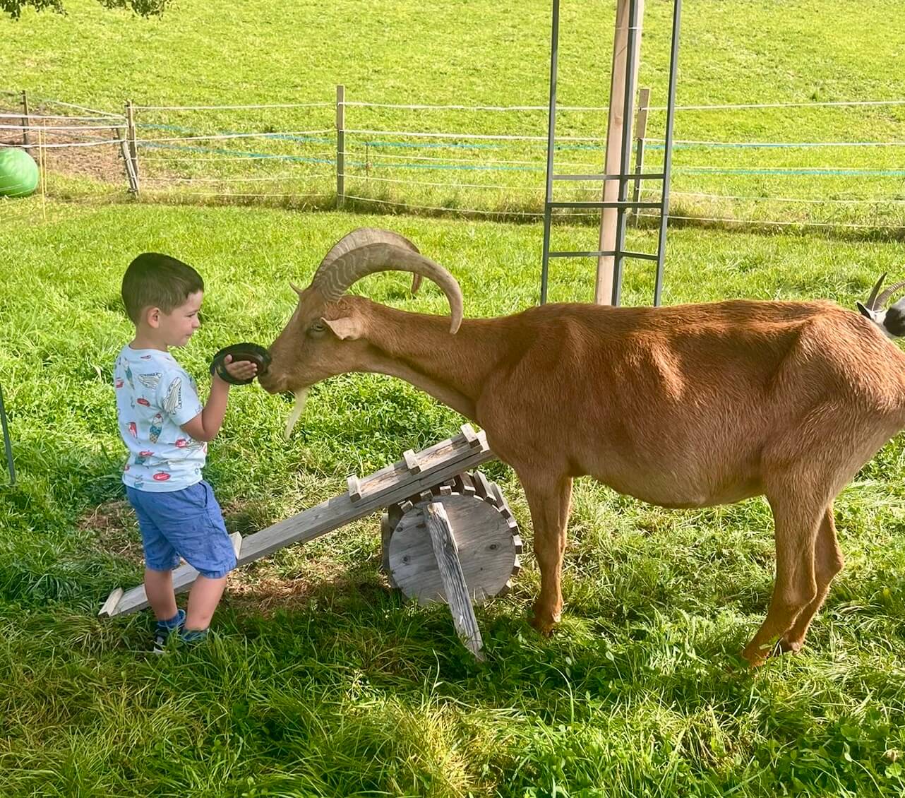 Atelier dessine-moi une ch&egrave;vre