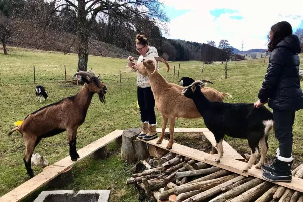 Atelier dessine-moi une chèvre