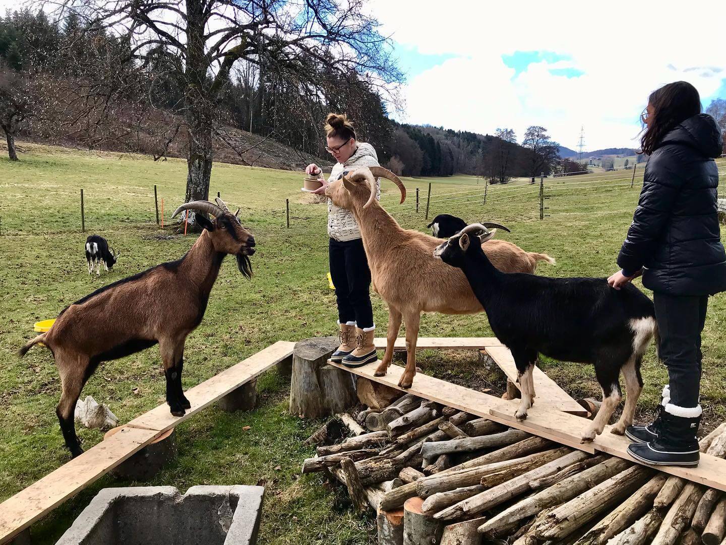 Atelier dessine-moi une ch&egrave;vre