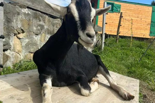 Séjour à la ferme